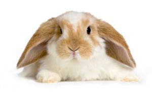 kaninchen